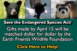 link to giving opportunity